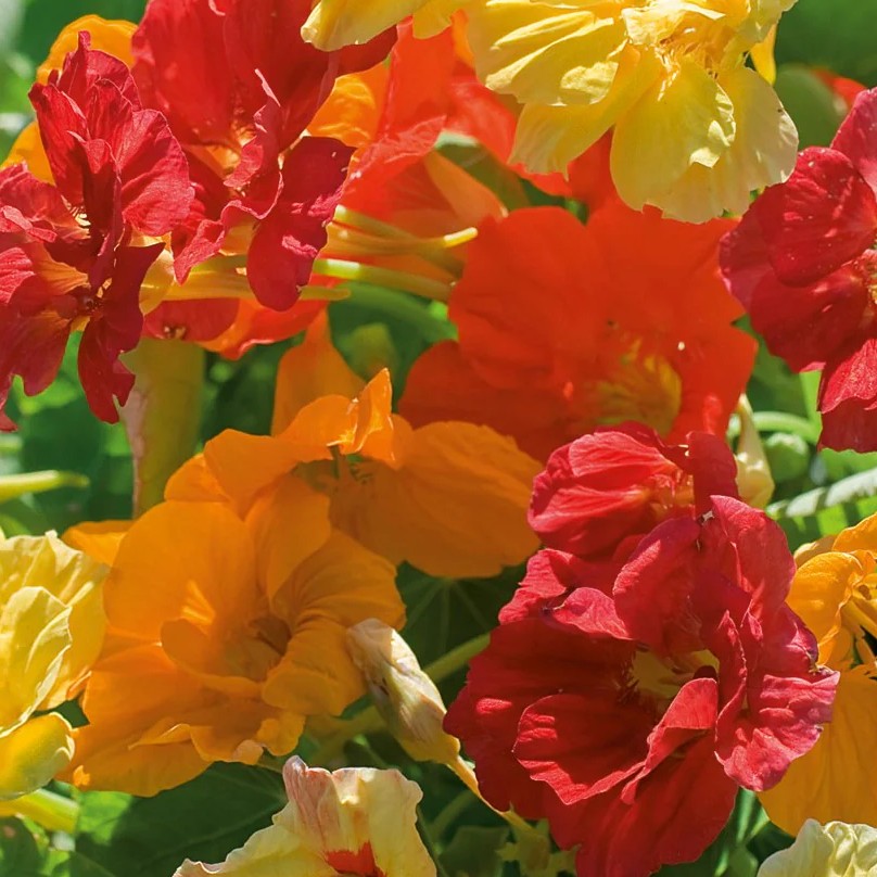 Nasturtium Climbing Single Mix