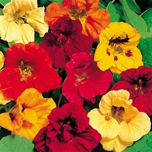 Nasturtium Jewel Choice Mix