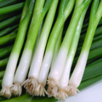 Onion Spring White Lisbon