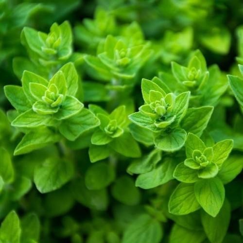 Origano Wild Marjoram