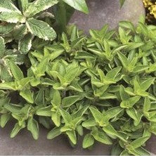 Origanum Vulgare (Oregano)