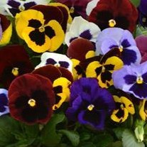 Pansy Blotch Mixed