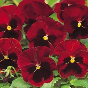 Pansy Punch Blotch Red