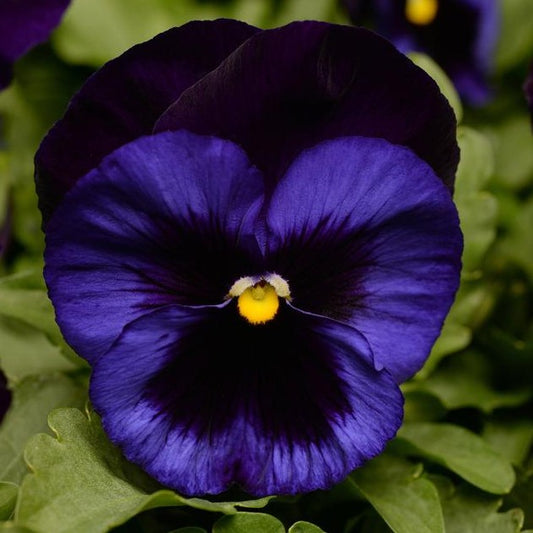 Pansy Punch Denim