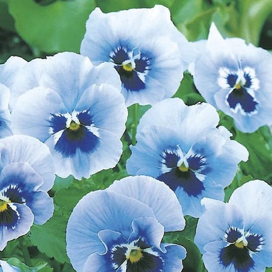 Pansy Punch Light Blue
