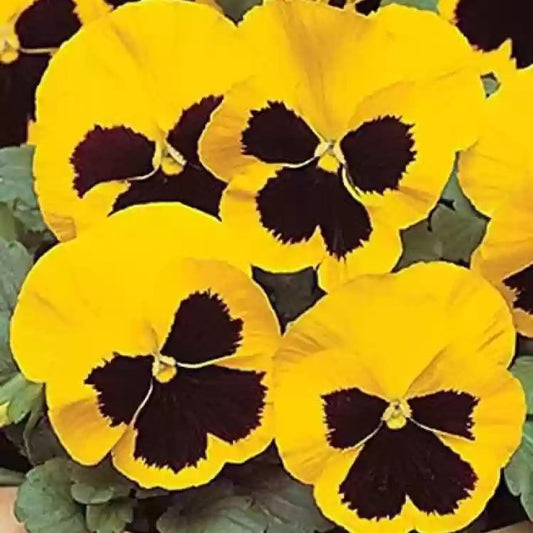 Pansy Punch Yellow
