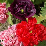 Papaver Paeoniflorum Double Mix