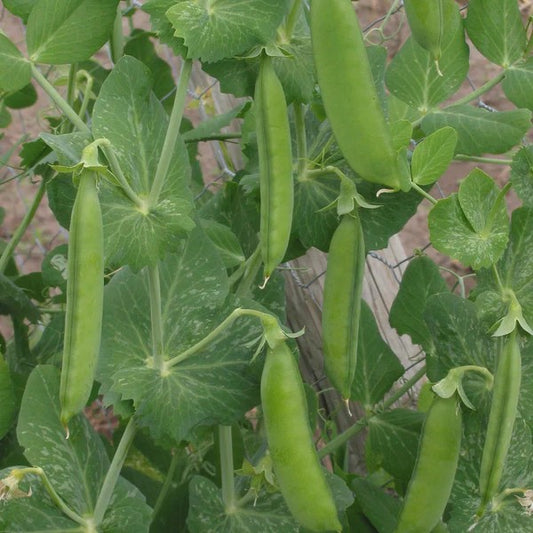 Peas Greenfeast