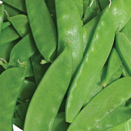 Peas Oregon Sugar POD