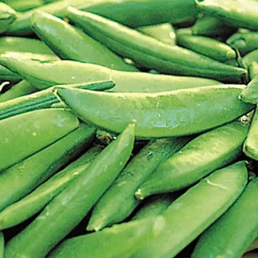 Peas Sugar Ann