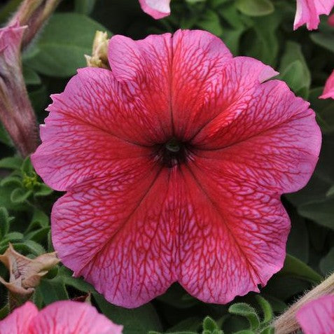 Petunia Daddy Strawberry Red