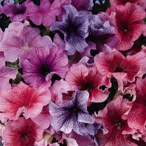 Petunia Daddy Sugar