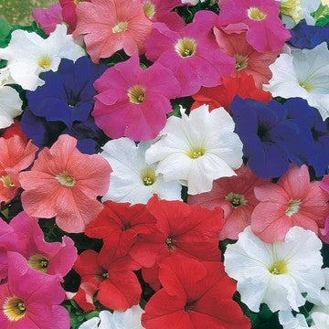 Petunia Dreams Mix