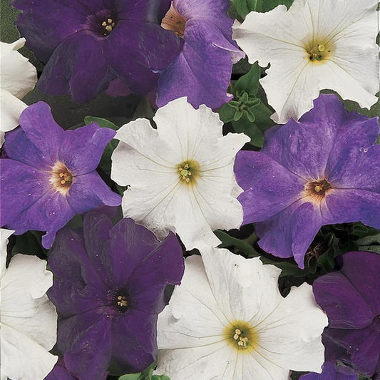 Petunia Dreams Waterfall