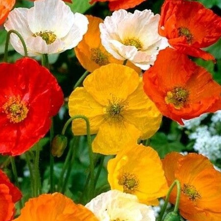 Poppy Artist Glory Mixed