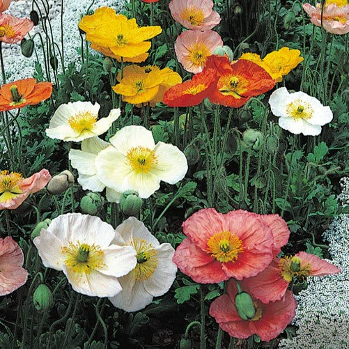 Poppy Champagne Bubbles F1 Mix