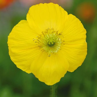 Poppy Champagne Bubbles F1 Yellow