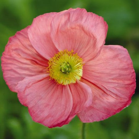 Poppy Champagne Bubbles Pink Shades
