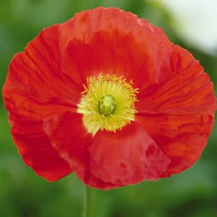 Poppy Champagne Bubbles Scarlet