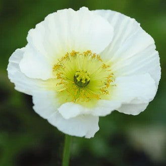 Poppy Champagne Bubbles White
