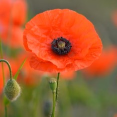 Poppy Flanders Single Red
