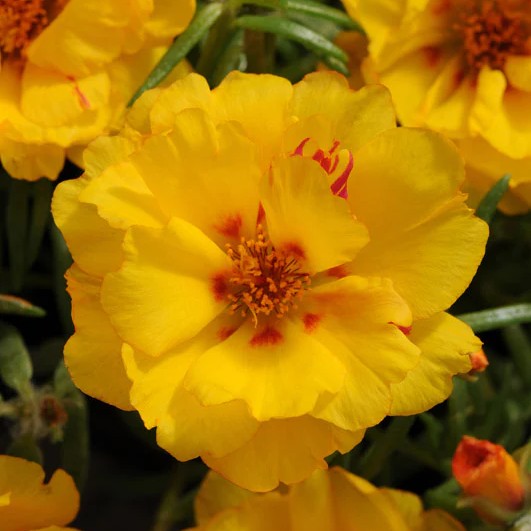 Portulaca Happy Hour Banana
