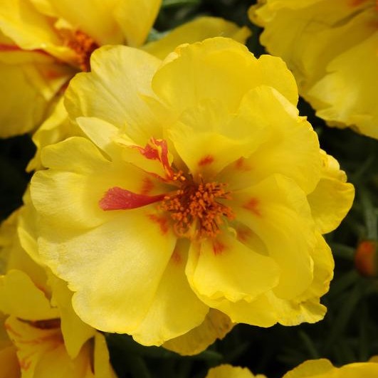 Portulaca Happy Hours Lemon