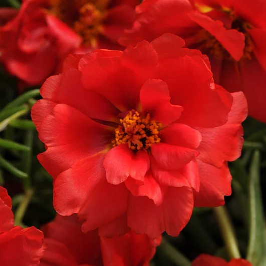 Portulaca Happy Hours Deep Red