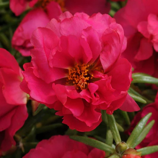 Portulaca Happy Hours Fuchsia