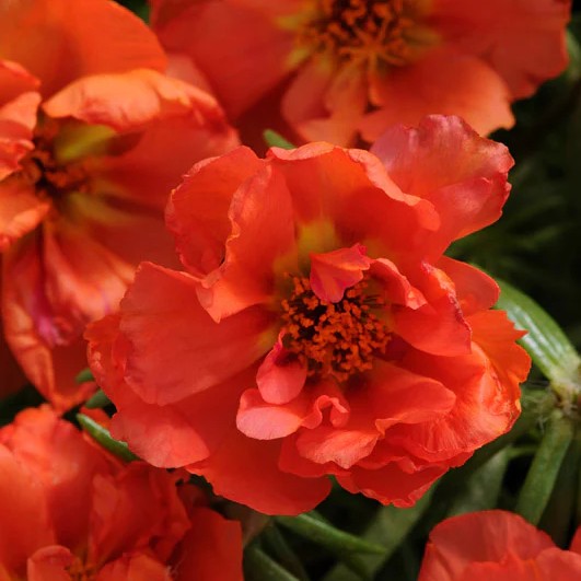 Portulaca Happy Hours Orange