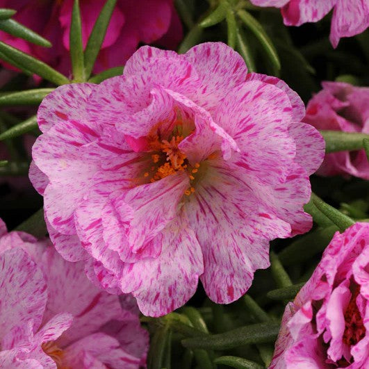 Portulaca Happy Hours Peppermint
