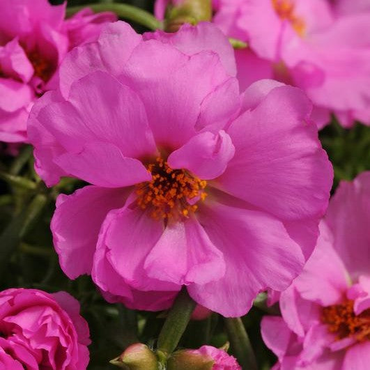 Portulaca Happy Hours Rosita