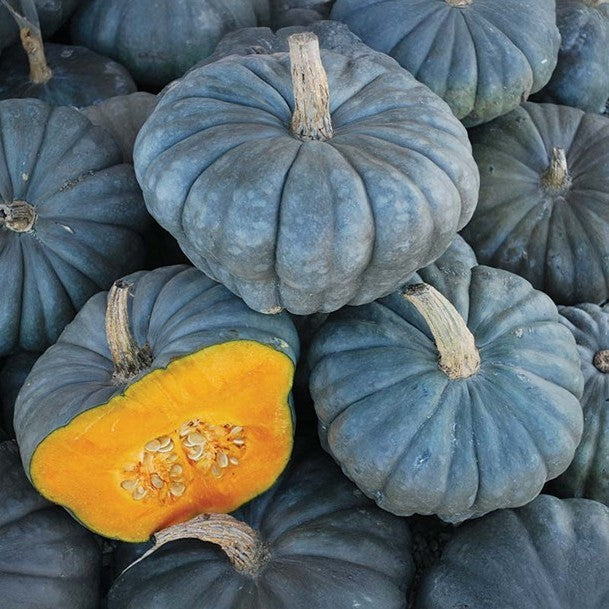 Queensland Blue Pumpkin
