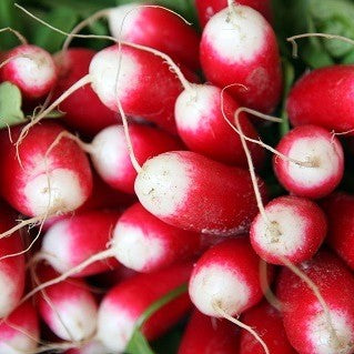 Radish China Rose