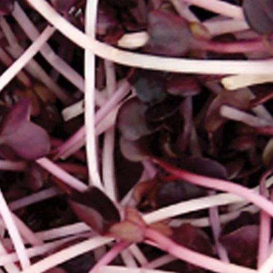 Radish Japanese Red Daikon Sango