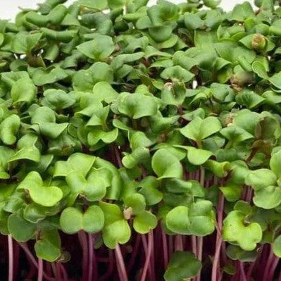 Radish Red Coral