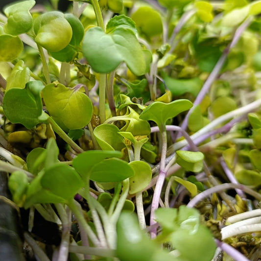 Radish China Rose Sprouting Seeds
