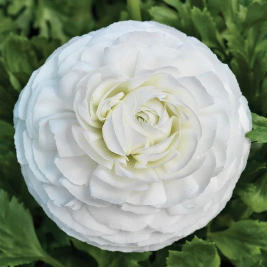 Ranunculus Mache White