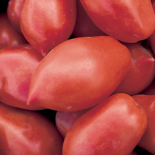 Roma VF Tomato