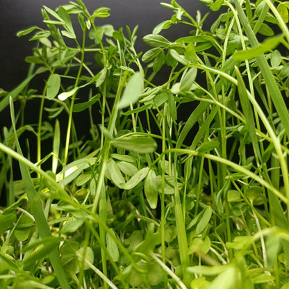 Russian Salad Mix Blend Sprouting Seed