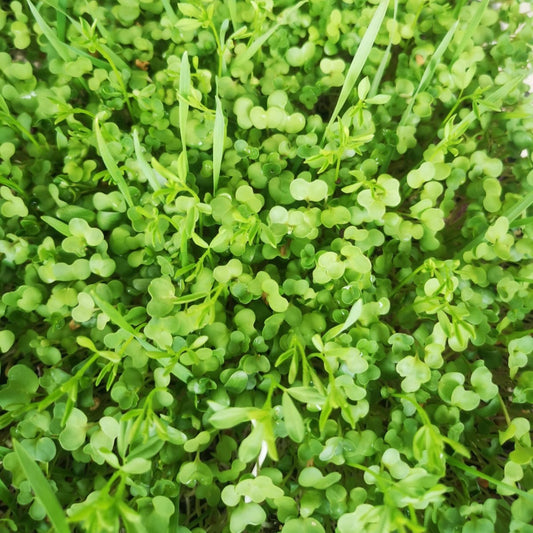 Russian Salad Mix Blend Sprouting Seed