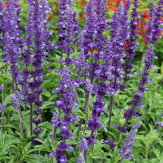 Salvia Victoria Blue