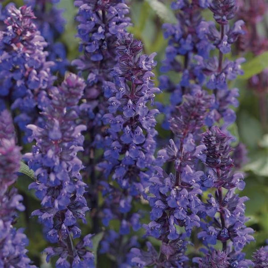 Salvia New Dimension Blue