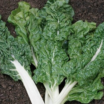 Spinach Beet Lucullus