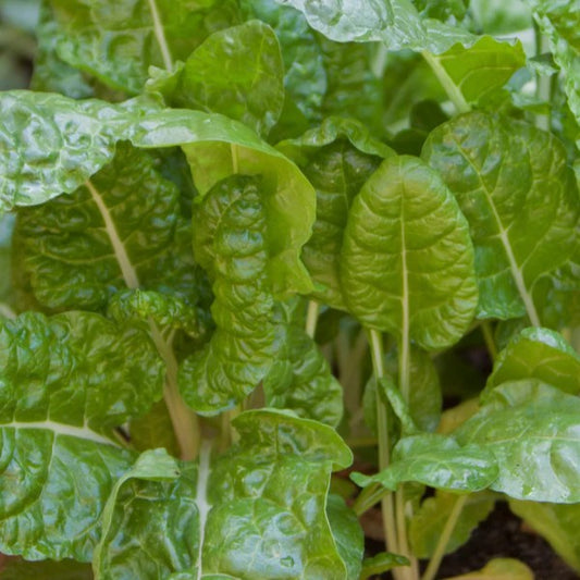 Spinach Swiss Chard Fordhook Giant
