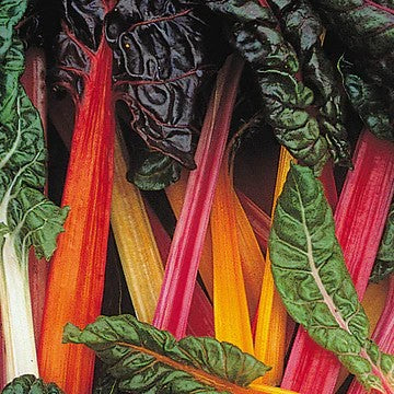 Spinach Swiss Chard Mix