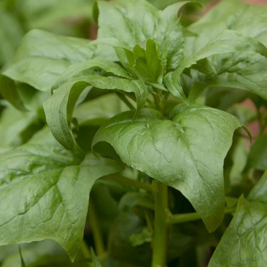 Spinach Viroflay