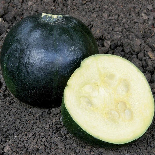 Squash Gem Rolet