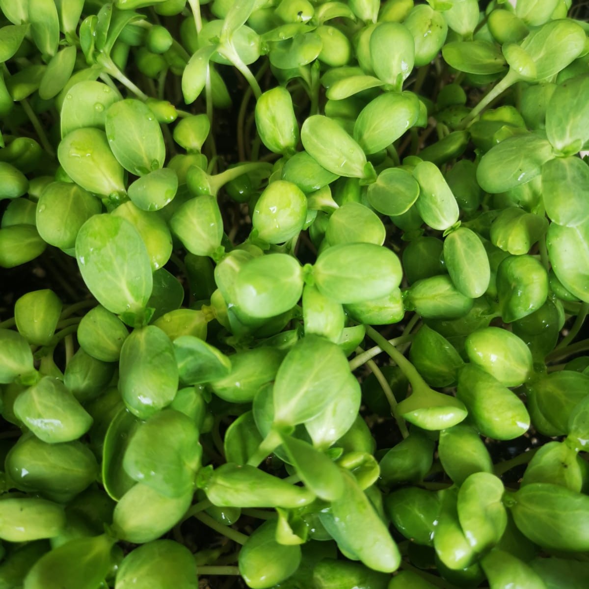 Sunflower Whole B&W Microgreen Seeds