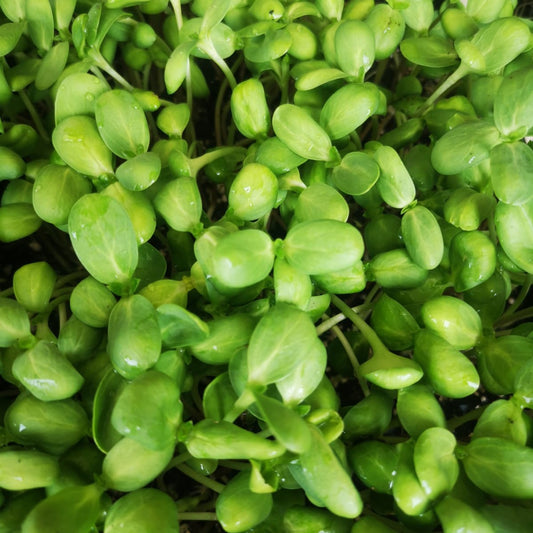 Sunflower Whole B&W Microgreen Seeds